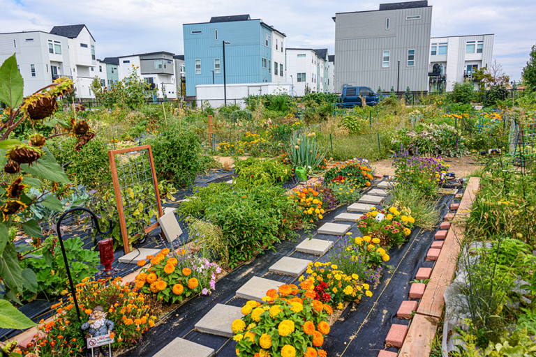 Photograph of a community garden with neat rows of flowers and other plants, with tall city buildings in the background.